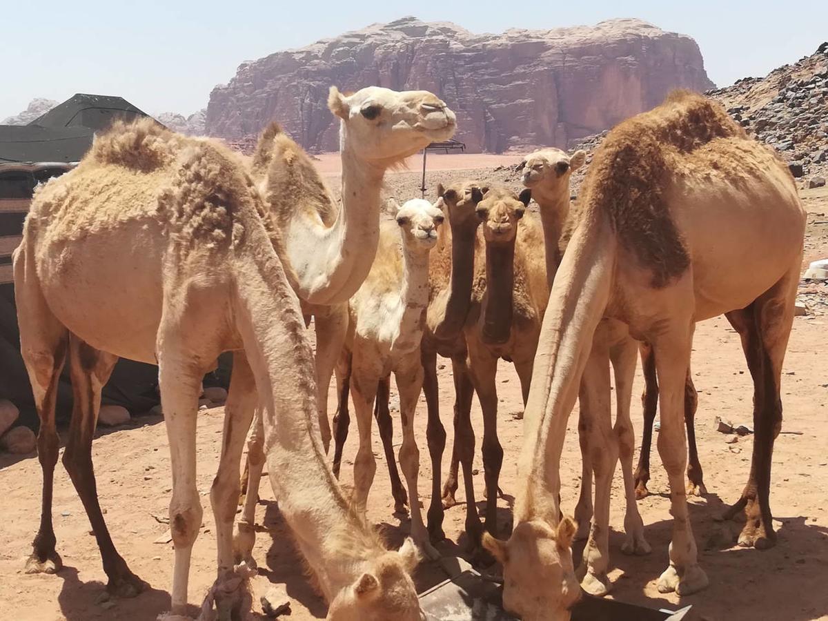 Climbers House In Wadi Rum Eksteriør bilde
